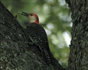 RED BREASTED WOODPECKER